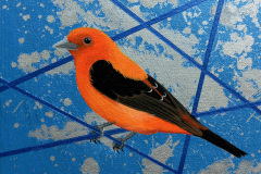 Scarlet Tanager, collected