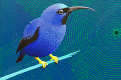 Purple Honeycreeper, collected